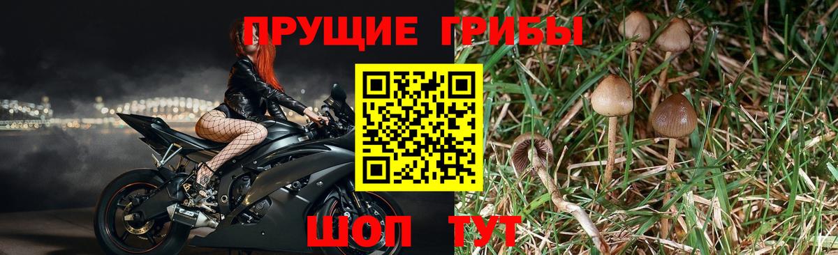 Псилоцибиновые грибы мицелий Муром